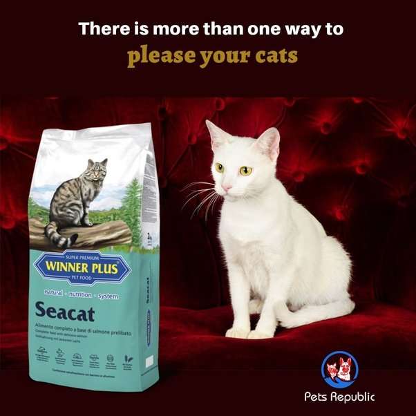 What is the best cat food for gassy cats?