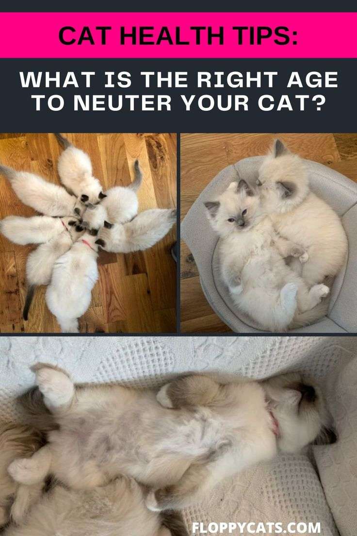 What Is the Right Age to Neuter Your Cat?