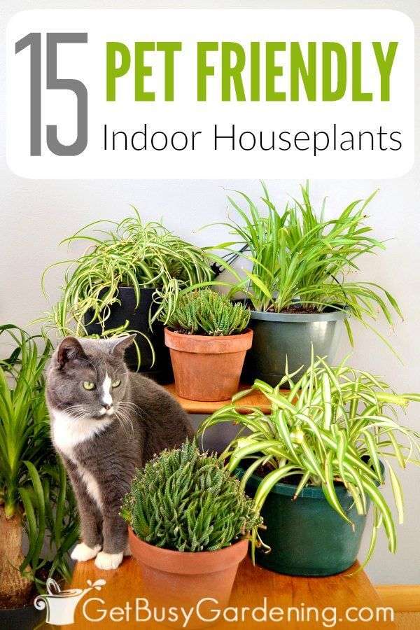 What Plants Are Safe For Cats To Be Around