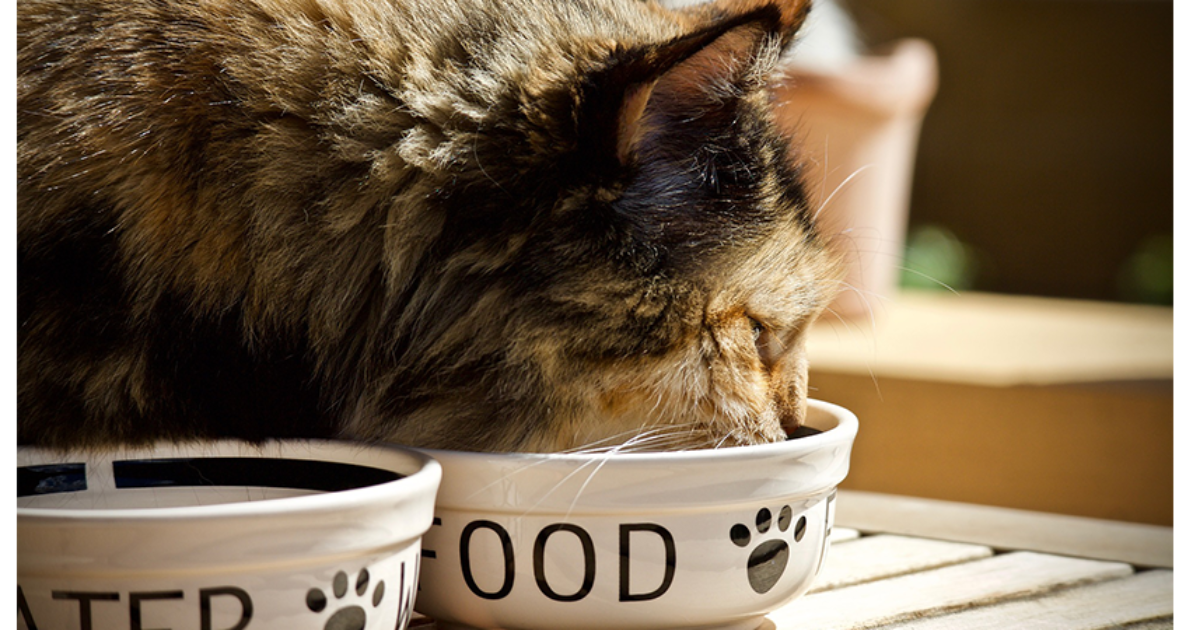 What should I feed my cat? Wet or dry food