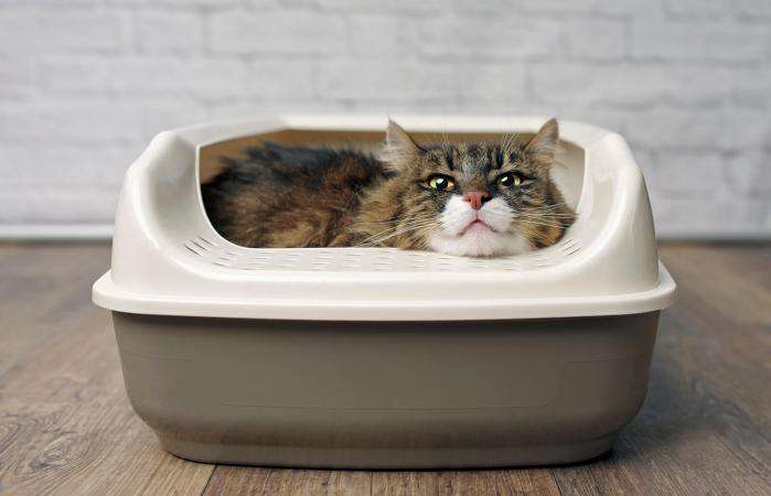 What to Do If a Cat Is Laying in Its Litter Box