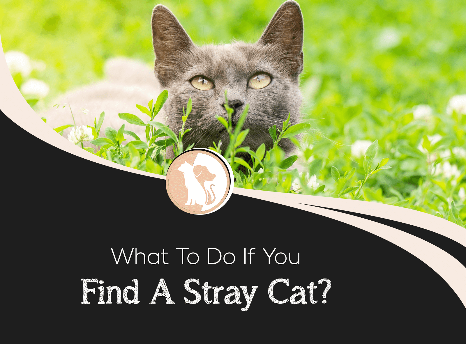 What to Do If You Find a Stray Cat