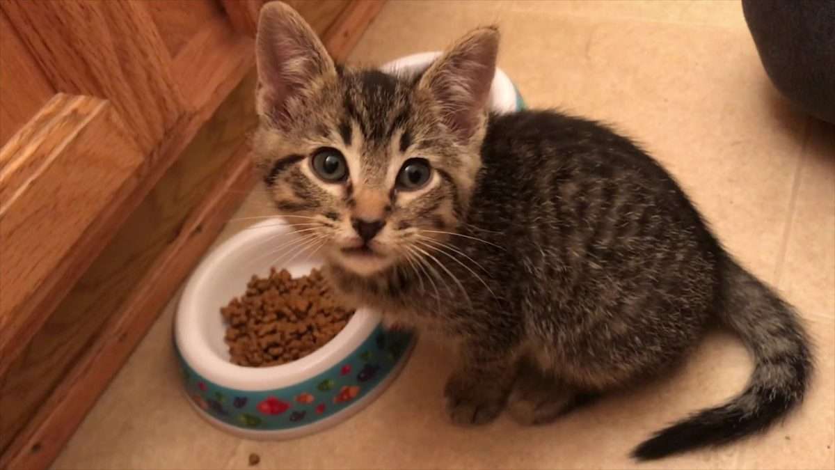 What to Do: Kitten has Diarrhea and Worms