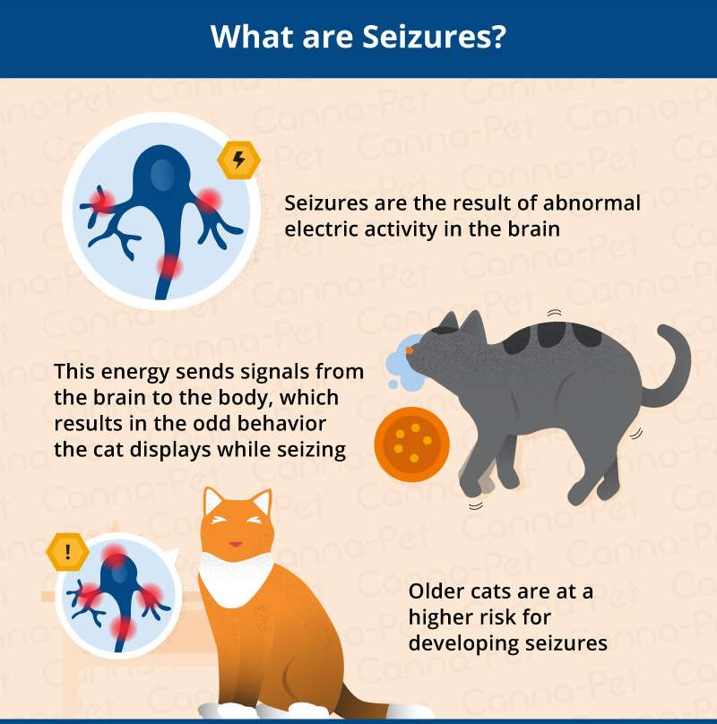 What To Do When A Cat Has A Seizure