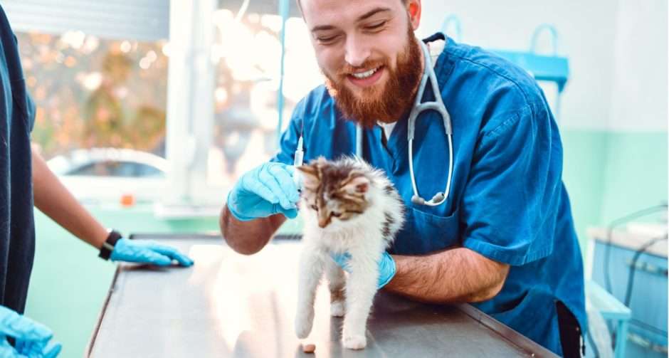 What To Expect During Your Kittens First Vet Visit