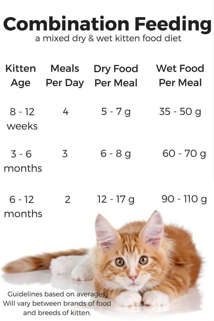What To Feed Baby Kittens In An Emergency