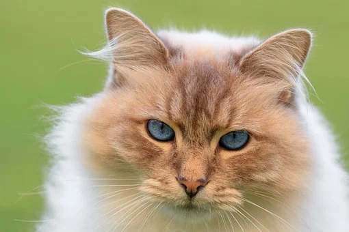 When Do Maine Coon Cats Stop Growing?  [Explained!]  My ...