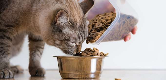When to Switch from Kitten Food: Everything You Need to Know