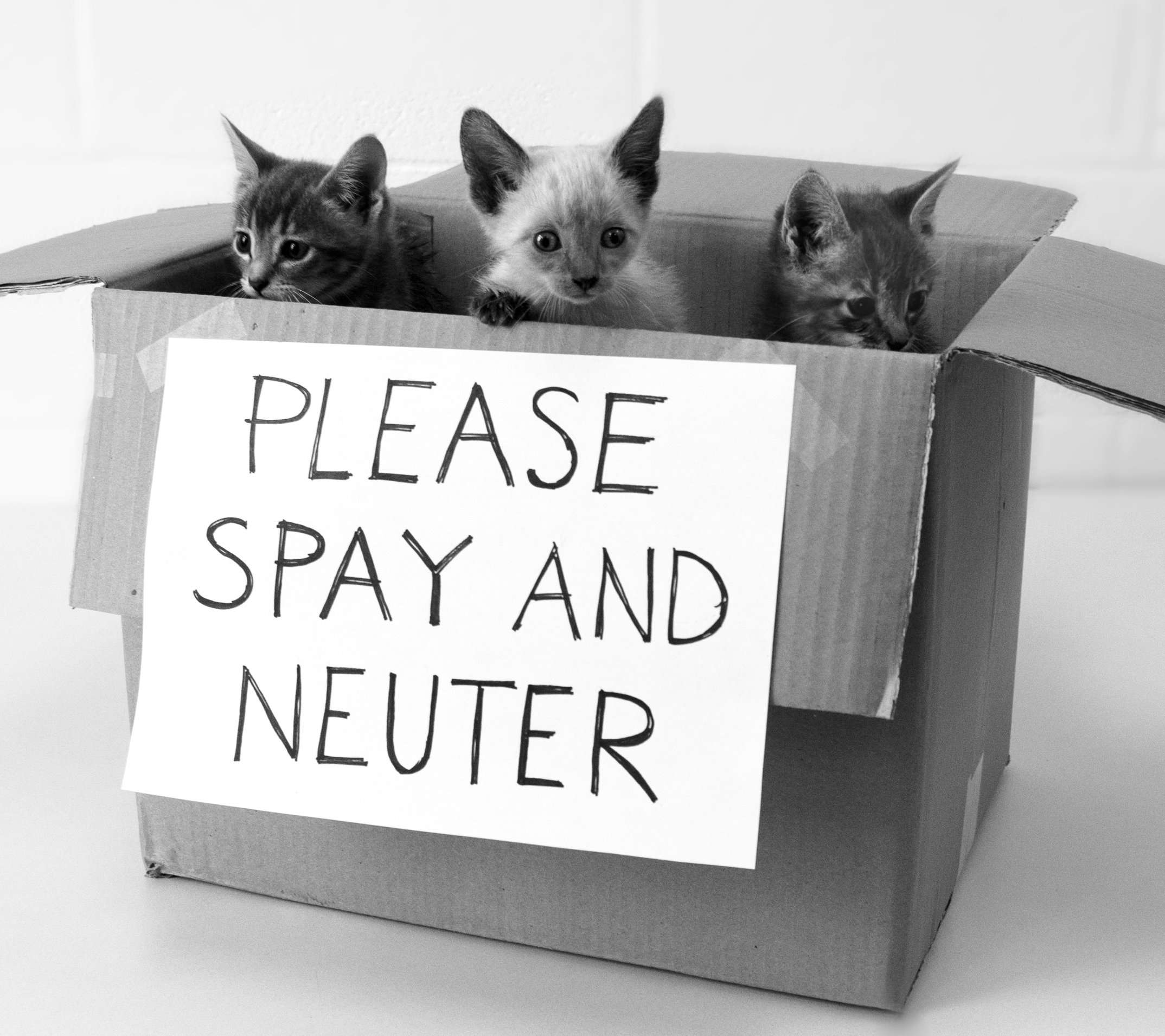 Where Can I Get My Cat Neutered For Free? Click To Know