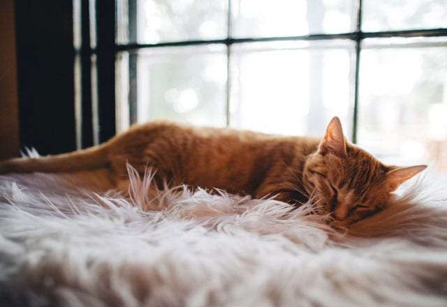 Where Should My Cat Sleep? Sleeping Options and ...