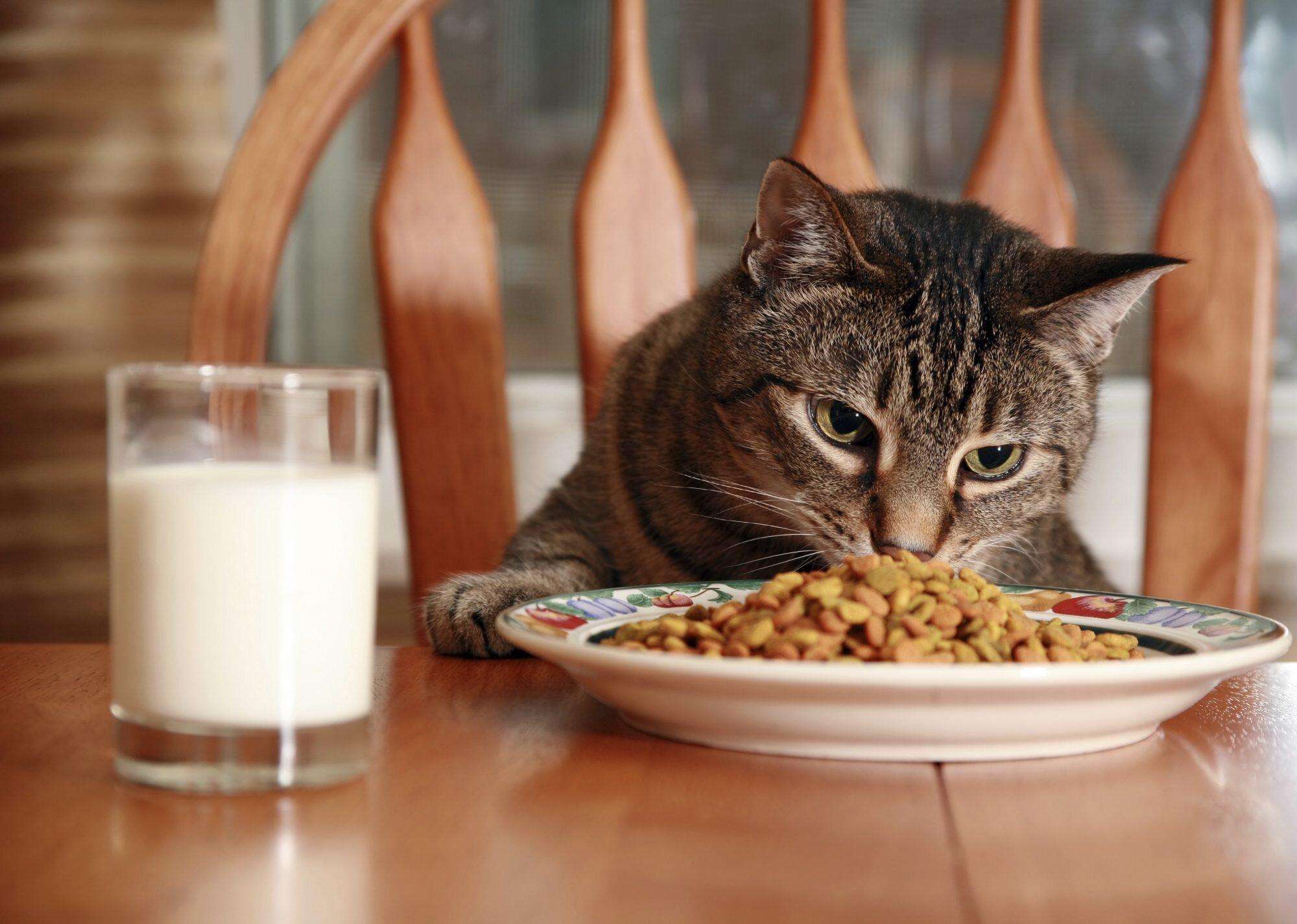 Which Human Food Can Cats Eat?