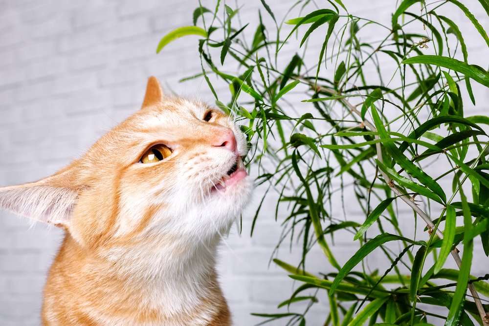 Which Plants Are Poisonous to Cats? A Complete Guide ...