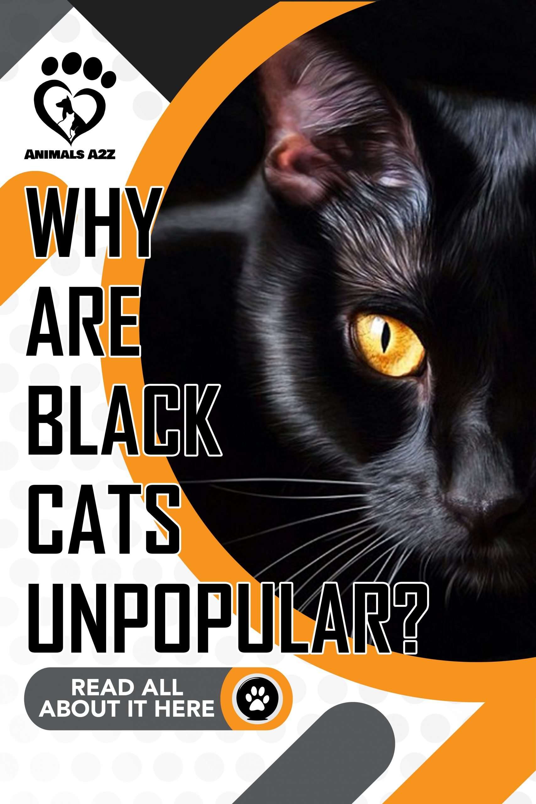Why are black cats unpopular?