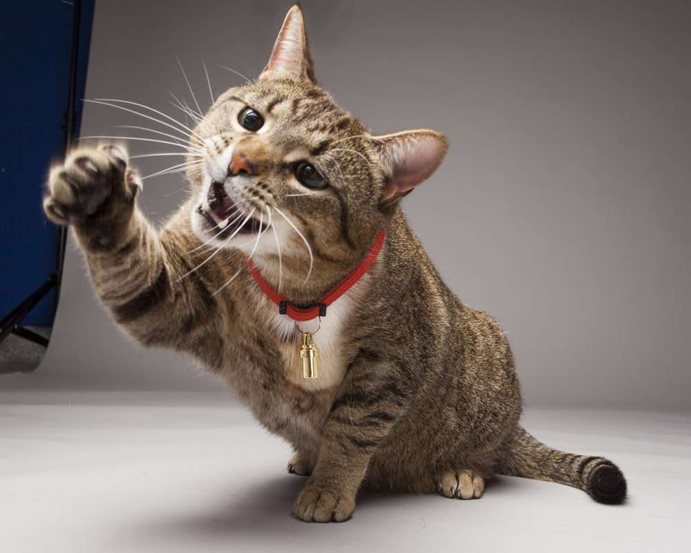 Why Cats Need Their Claws