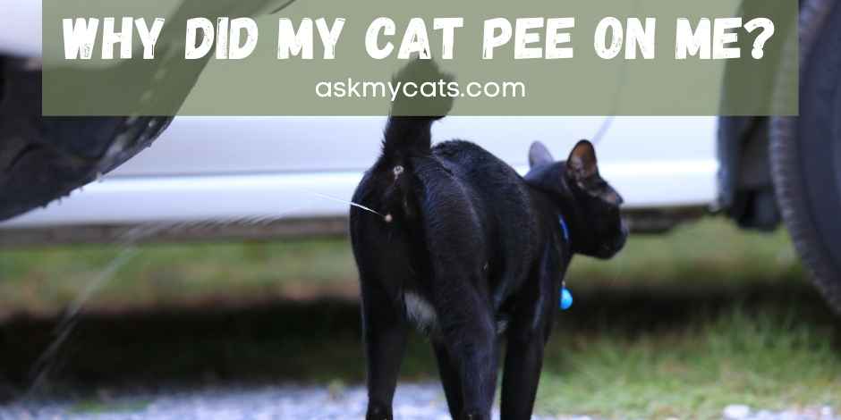 Why Did My Cat Pee On Me? Know The Reasons Before You ...