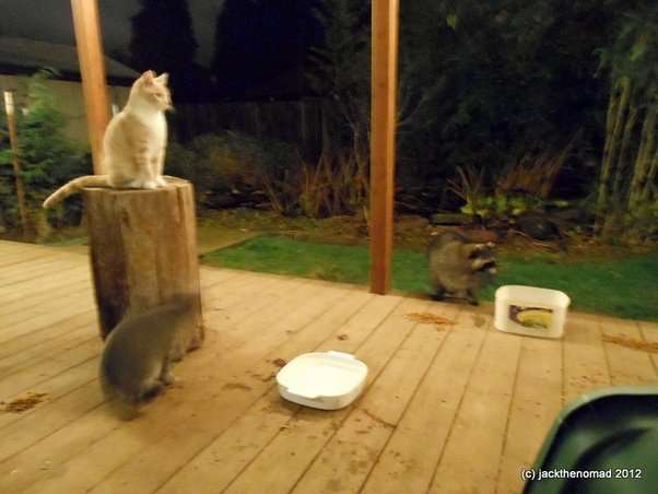 Why do cats and possums tend to ignore each other, rather ...