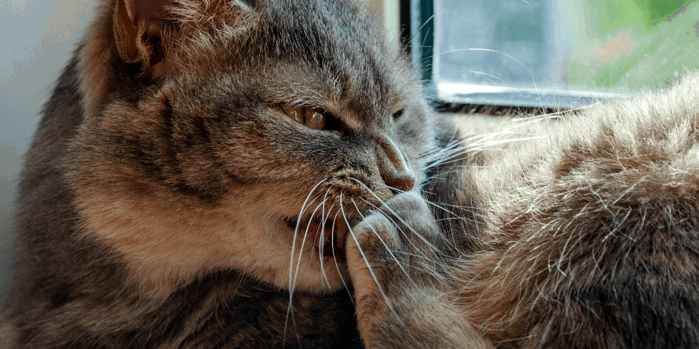 Why Do Cats Bite their Claws or Nails?