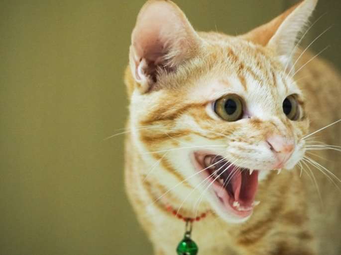 Why Do Cats Chatter Their Teeth