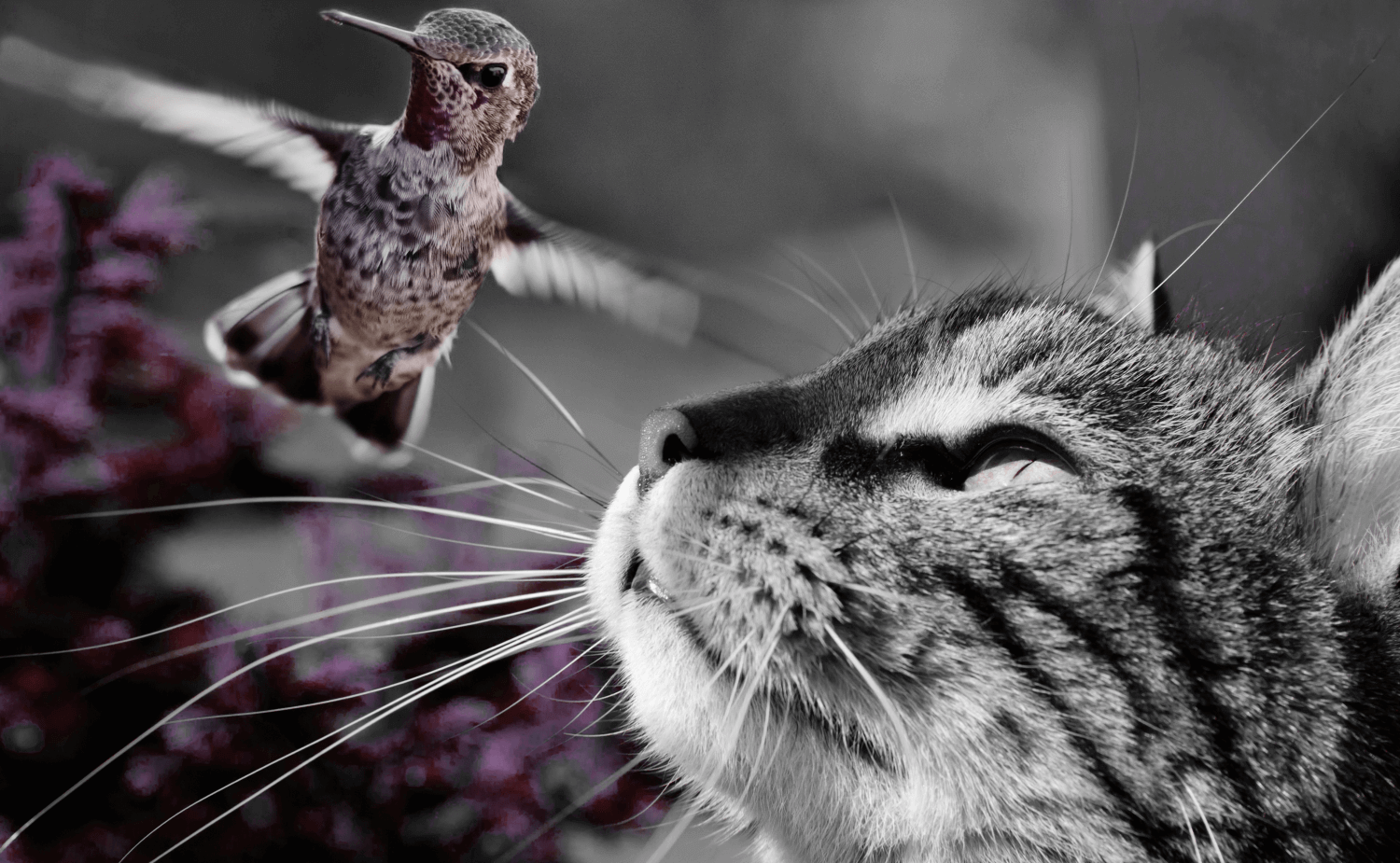 Why Do Cats Chatter When They See Birds?