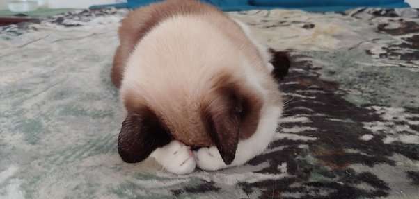 Why do cats cover their eyes with their paws when sleeping ...