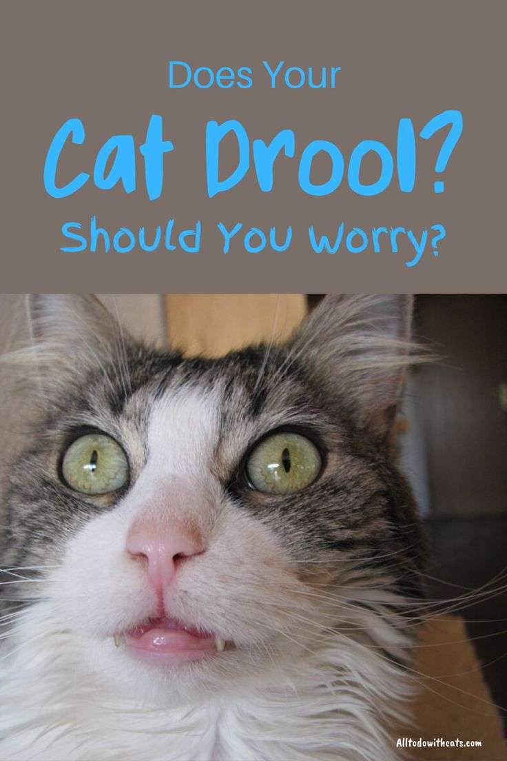 Why Do Cats Drool Excessively And Is It A Bad Sign?
