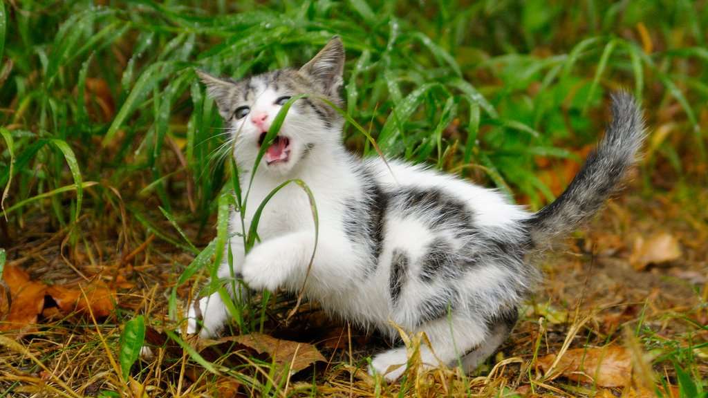 Why do cats eat grass?  Adventure Cats