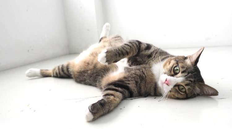 Why Do Cats Flop Down in Front of You? 9 Reasons Why