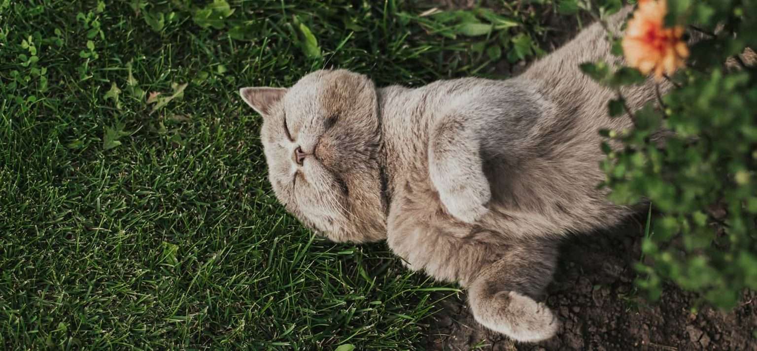 Why do cats flop? Reason for why cats roll onto their side ...