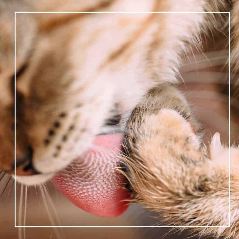 Why Do Cats Have Rough Tongues?  Cats On My Mind