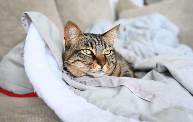 Why Do Cats Knead And Bite Blankets?