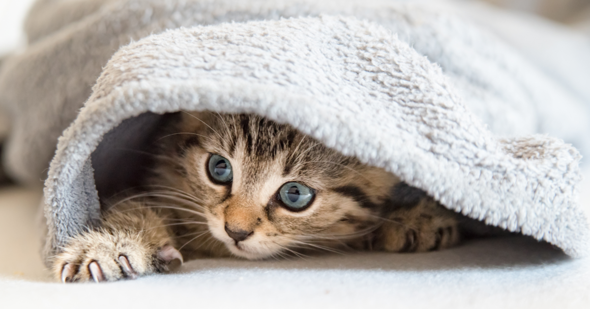 Why Do Cats Knead And Bite Blankets