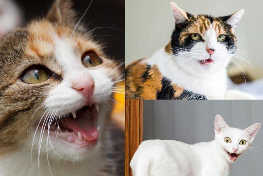 Why Do Cats Leave Their Mouth Open?