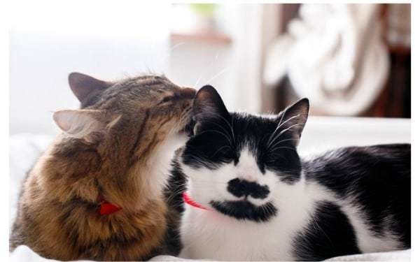 Why Do Cats Lick Each Other When Grooming?