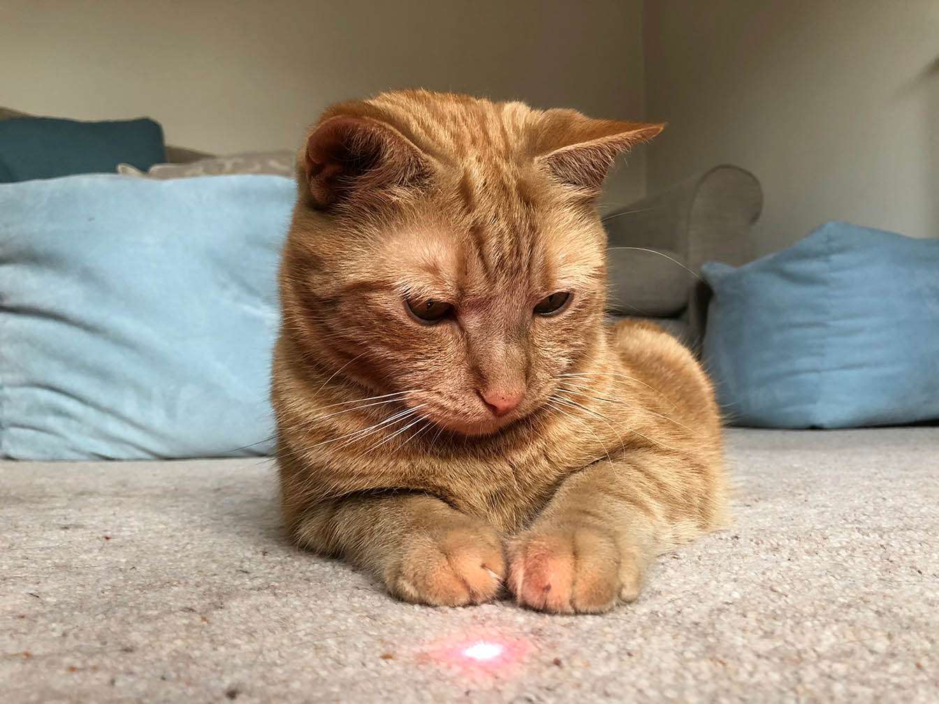 Why Do Cats Like Laser Pointers? Laser Hunting Explained ...