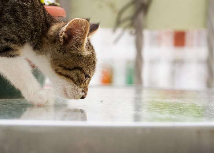 Why Do Cats Like The Smell of Bleach?