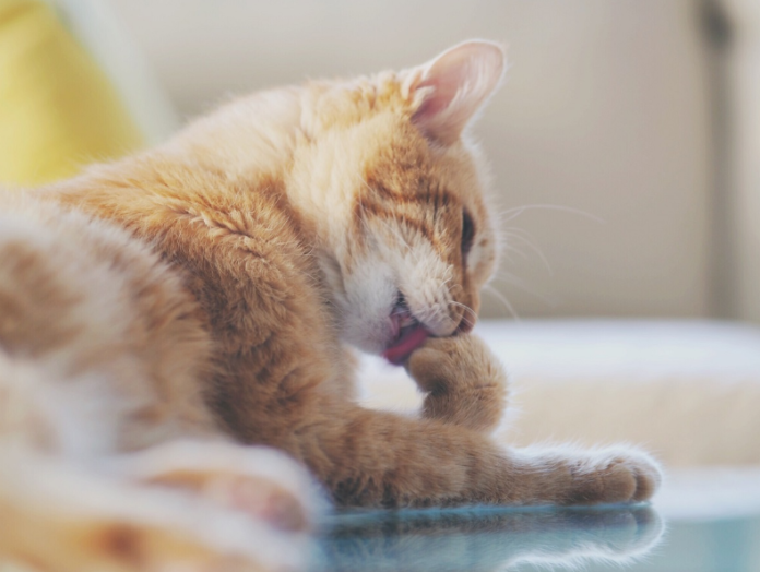Why Do Cats Make Weird Noises at Night?