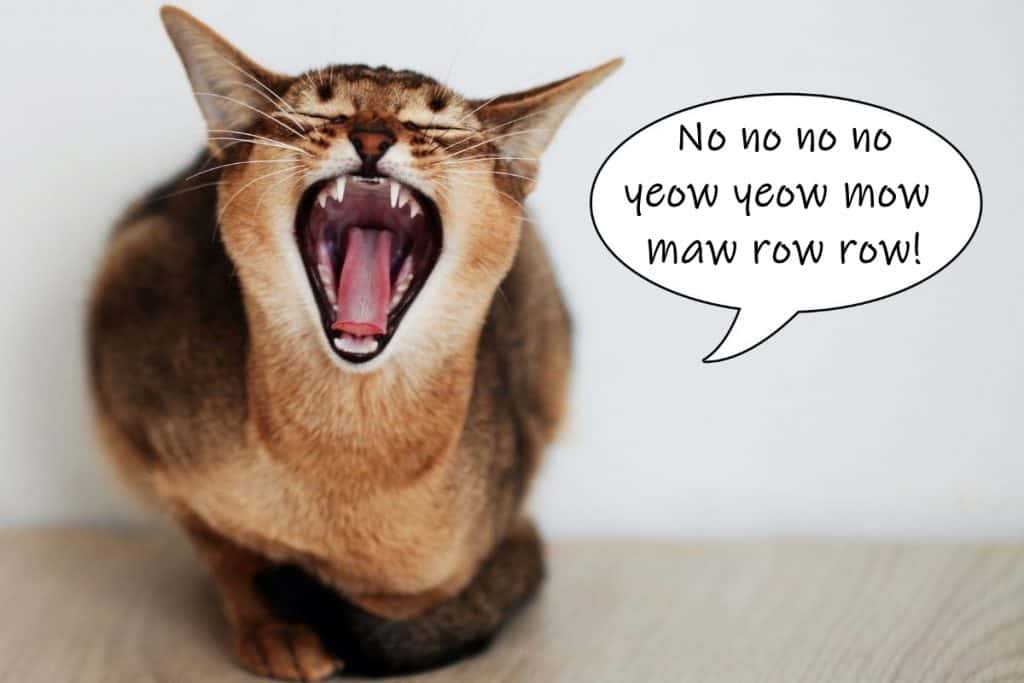 Why Do Cats Make Weird Noises At Night?  Pets KB