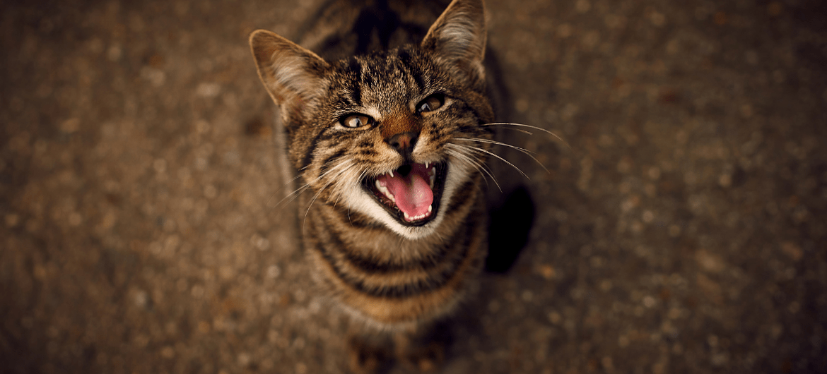 Why Do Cats Meow Back At You? And What Does It Mean
