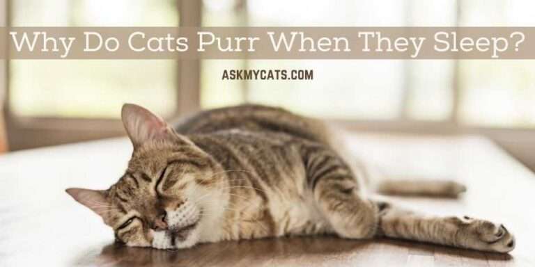 Why Do Cats Purr When They Sleep? Is He Enjoying His Sleep?