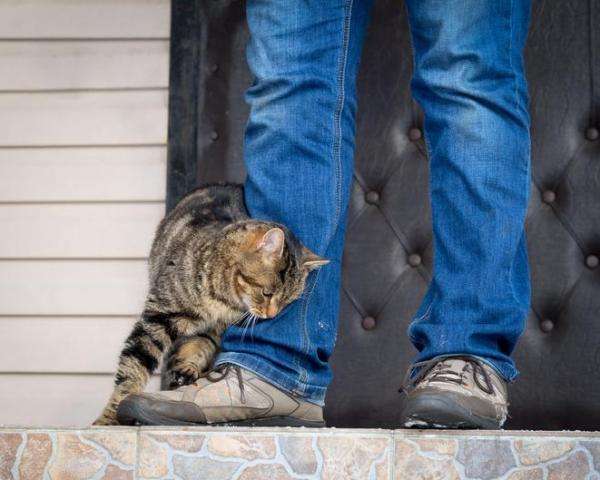 Why do Cats Rub Against Your Legs?