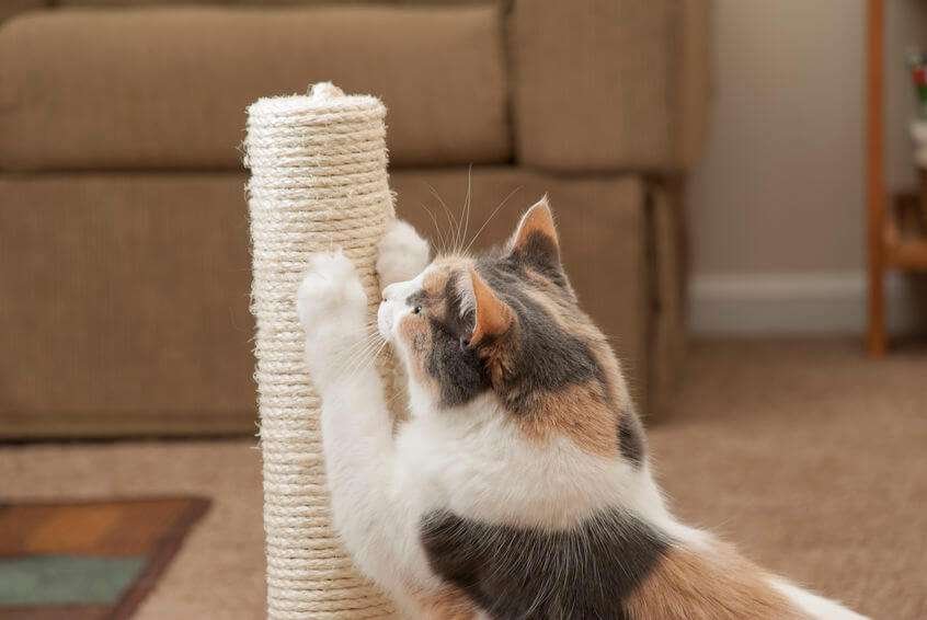Why Do Cats Scratch? And Why Is A Scratching Post An ...