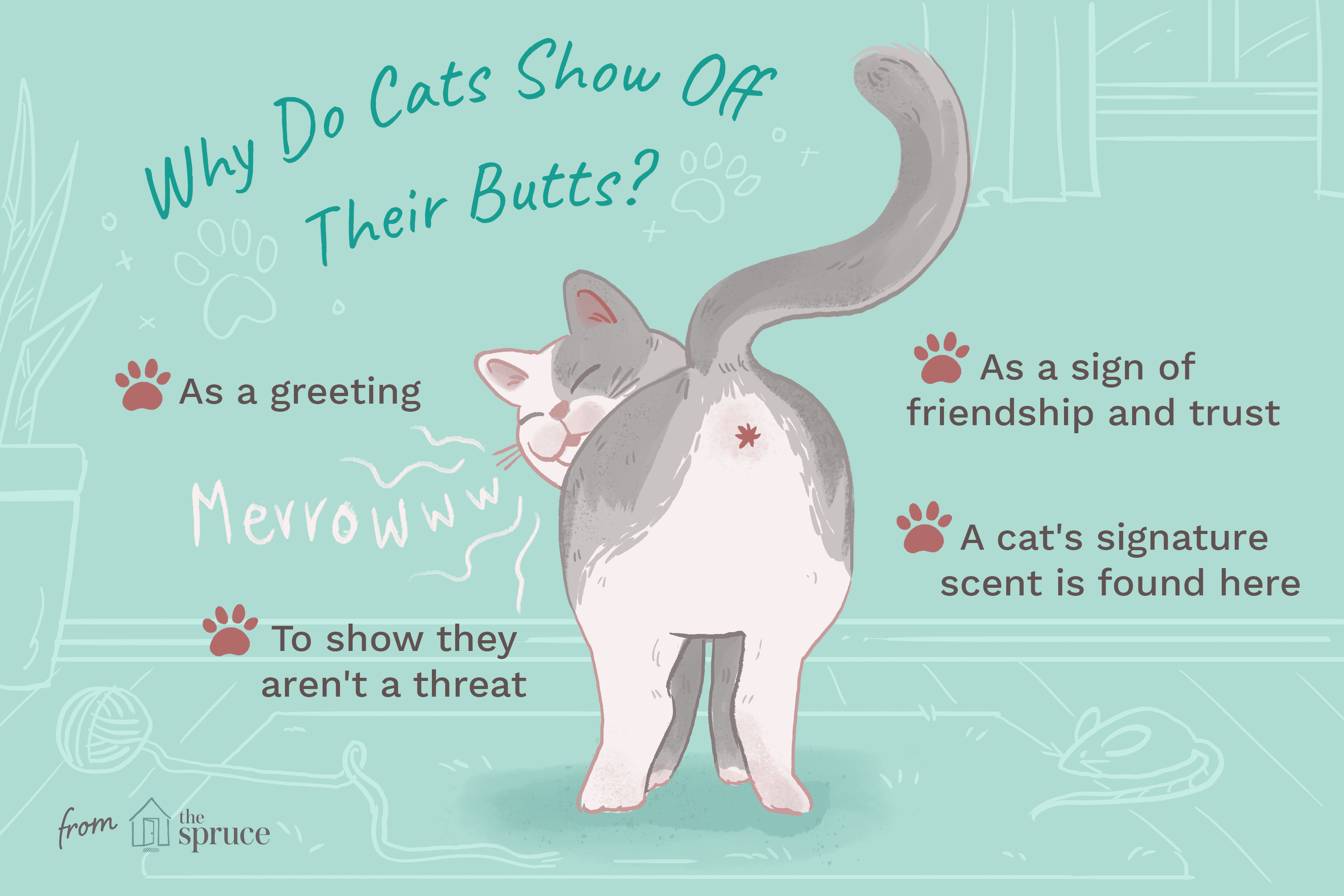 Why Do Cats Show Their Butts?