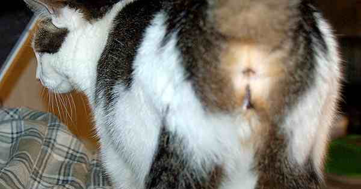 Why Do Cats Show You Their Butts? A Scientist Explains