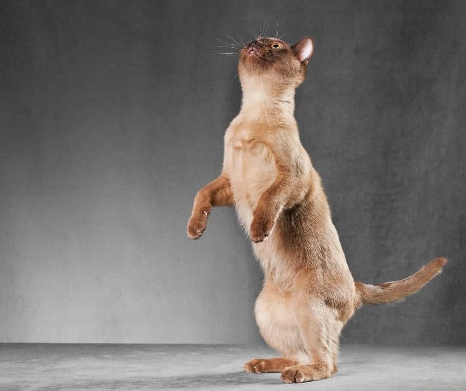 Why Do Cats Stand Up On Their Hind Legs?