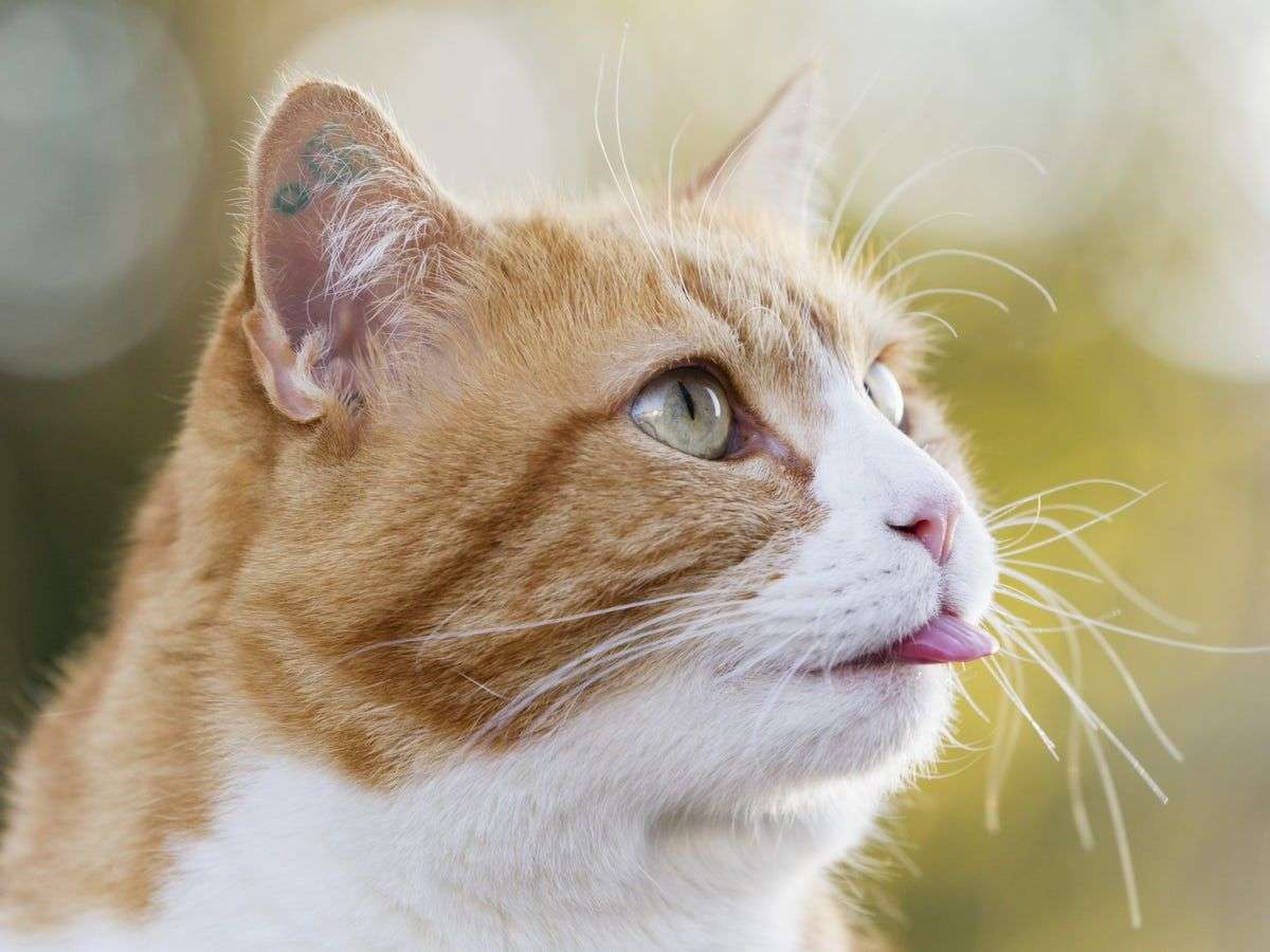 Why Do Cats Stick Out Their Tongue?