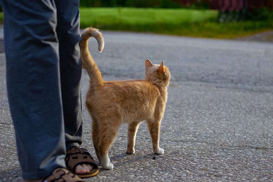 Why Do Cats Twitch Their Tails?