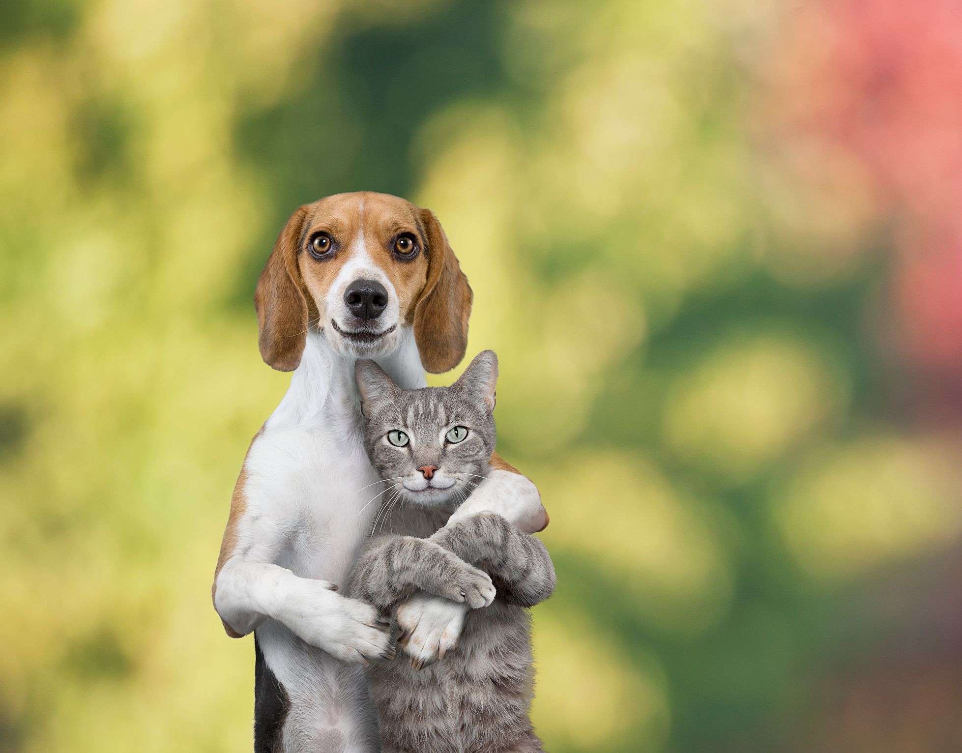 Why do dogs and cats hate each other? Why do they not get ...