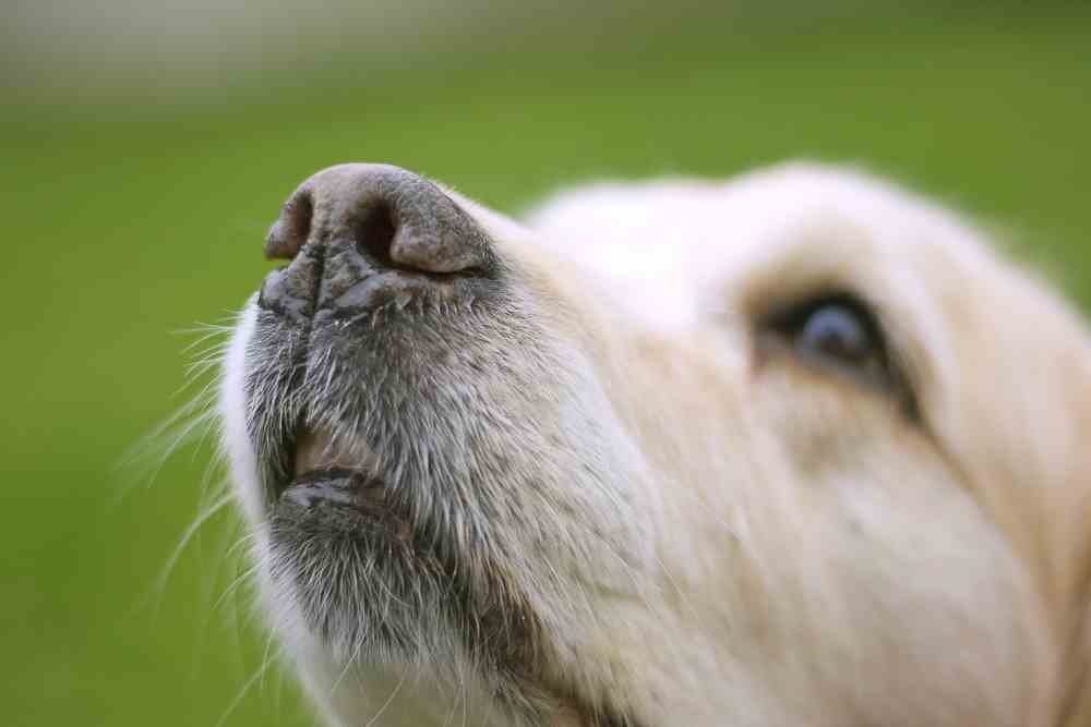Why Do Dogs Have Whiskers?