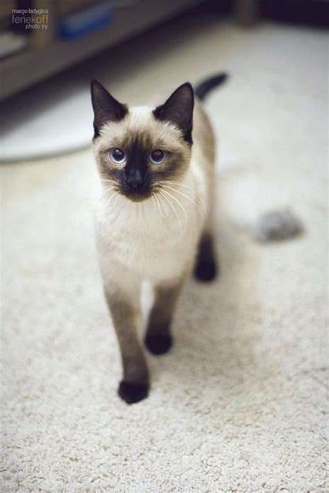 Why Do Siamese Cats Look Cross