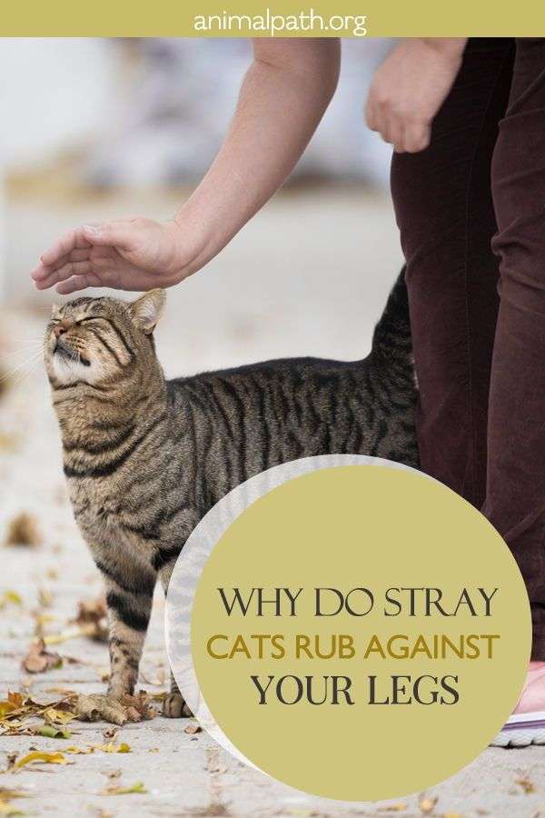 Why Do Stray Cats Rub Against Your Legs in 2020